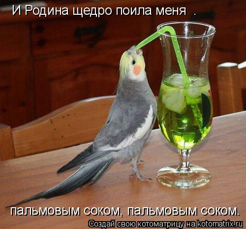 Котоматрица: И Родина щедро поила меня  .  пальмовым соком, пальмовым соком.