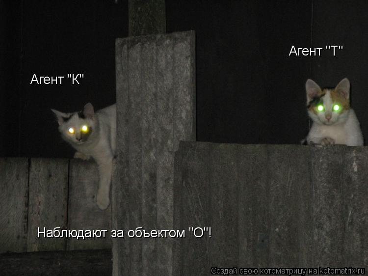 Котоматрица: Агент "К" Агент "Т" Наблюдают за объектом "О"!