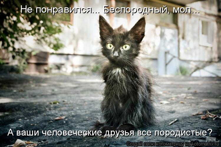 Котоматрица: Не понравился... Беспородный, мол... А ваши человеческие друзья все породистые?