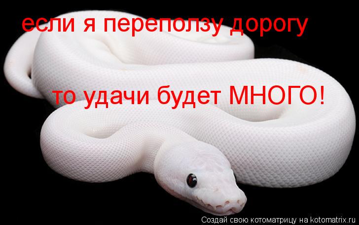Котоматрица: если я переползу дорогу то удачи будет МНОГО!