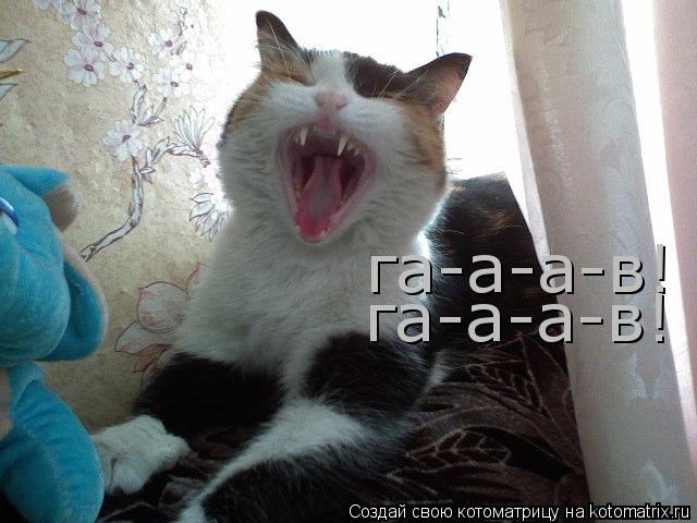 Котоматрица: га-а-а-в! га-а-а-в!