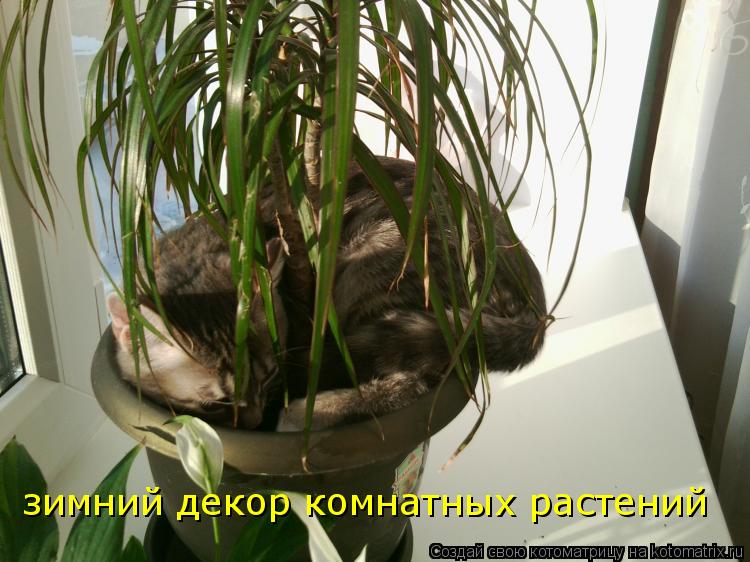 зимний декор комнатных растений... Котоматрица: зимний декор комнатных растений