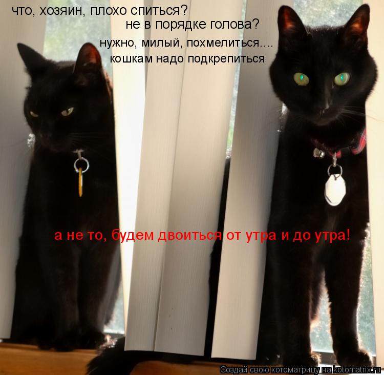 что, хозяин, плохо спиться? не в порядке голова? нужно, милый, похмелиться.... кошкам надо подкрепить... Котоматрица: что, хозяин, плохо спиться? не в порядке голова? нужно, милый, похмелиться.... кошкам надо подкрепиться а не то, будем двоиться от утра и до утр
