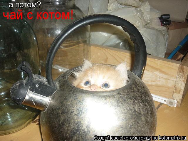 ...а потом? чай с котом!... Котоматрица: ...а потом? чай с котом!