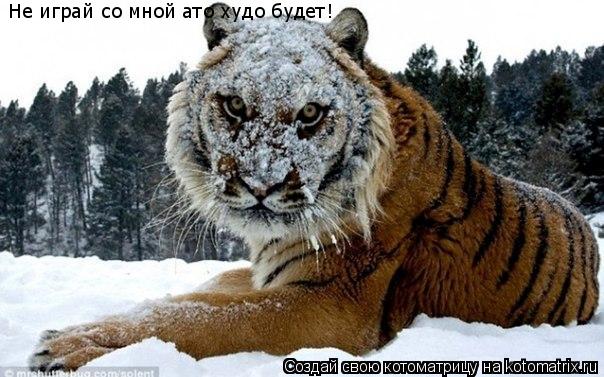 Не играй со мной ато худо будет!... Котоматрица: Не играй со мной ато худо будет!