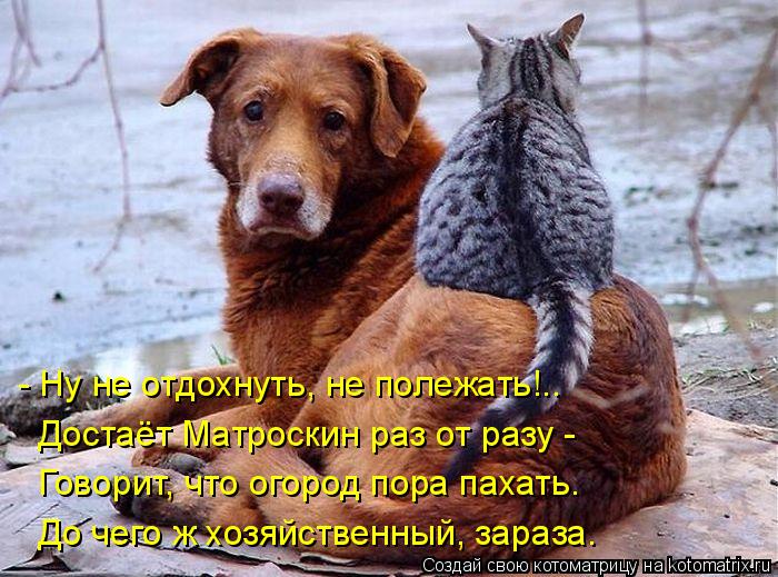 - Ну не отдохнуть, не полежать!.. Достаёт Матроскин раз от разу - Говорит, что огород пора пахать. До... Котоматрица: - Ну не отдохнуть, не полежать!.. Достаёт Матроскин раз от разу - Говорит, что огород пора пахать. До чего ж хозяйственный, зараза.