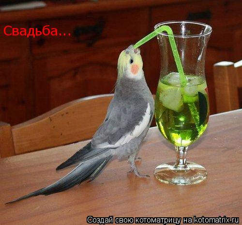 Свадьба...... Котоматрица: Свадьба...