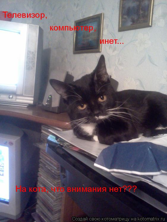 Телевизор, компьютер, инет... На кота, что внимания нет???... Котоматрица: Телевизор, компьютер, инет... На кота, что внимания нет???