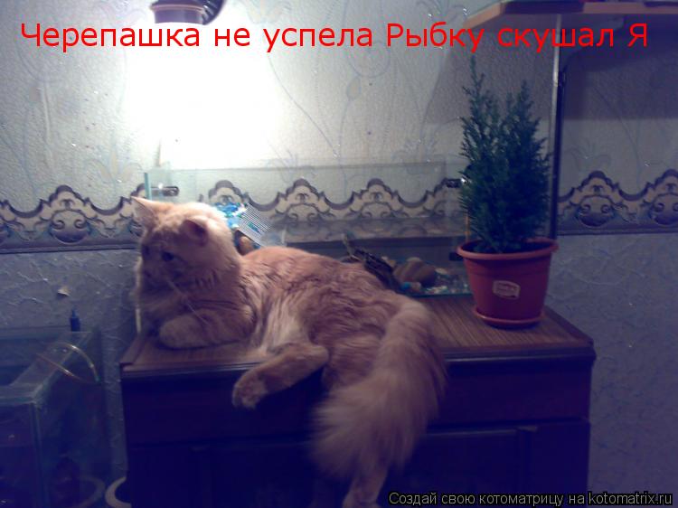 Черепашка не успела Рыбку скушал Я... Котоматрица: Черепашка не успела Рыбку скушал Я