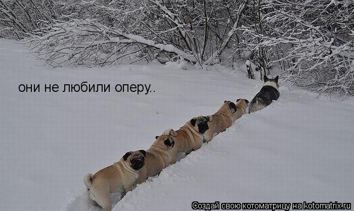 они не любили оперу..... Котоматрица: они не любили оперу..