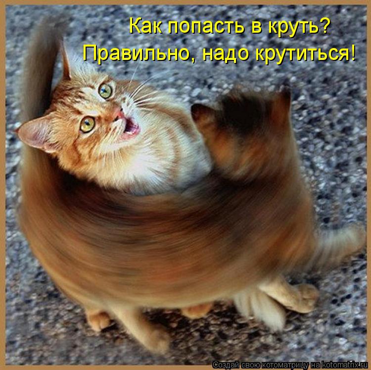 Котоматрица: Как попасть в круть?  Правильно, надо крутиться!