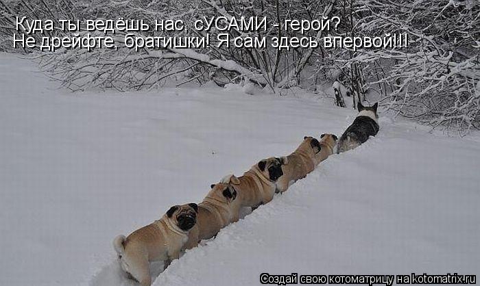 Куда ты ведёшь нас, сУСАМИ - герой? Не дрейфте, братишки! Я сам здесь впервой!!!... Котоматрица: Куда ты ведёшь нас, сУСАМИ - герой? Не дрейфте, братишки! Я сам здесь впервой!!!
