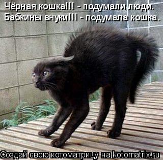 Чёрная кошка!!! - подумали люди. Бабкины внуки!!! - подумала кошка.... Котоматрица: Чёрная кошка!!! - подумали люди. Бабкины внуки!!! - подумала кошка.