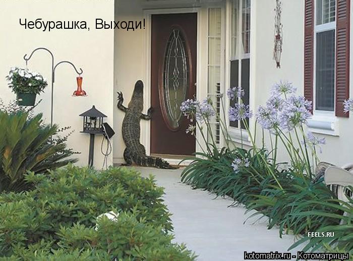Чебурашка, Выходи!... Котоматрица: Чебурашка, Выходи!