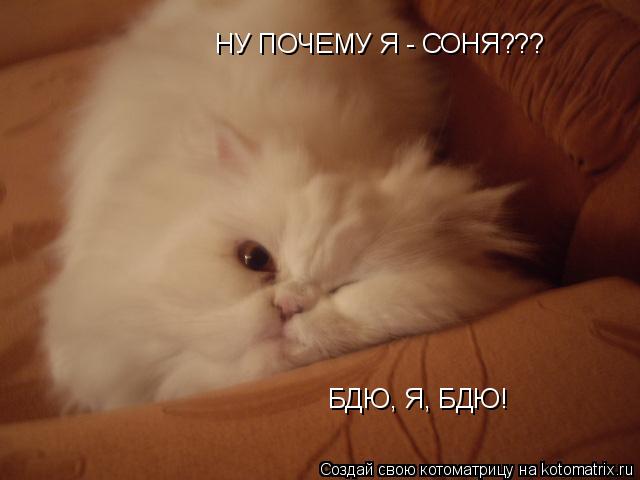 НУ ПОЧЕМУ Я - СОНЯ??? БДЮ, Я, БДЮ!... Котоматрица: НУ ПОЧЕМУ Я - СОНЯ??? БДЮ, Я, БДЮ!