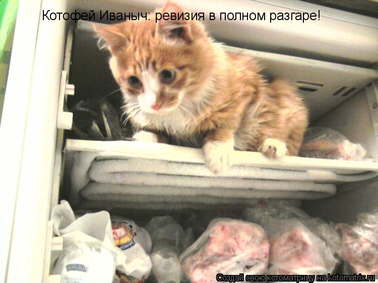 Котофей Иваныч: ревизия в полном разгаре!... Котоматрица: Котофей Иваныч: ревизия в полном разгаре!
