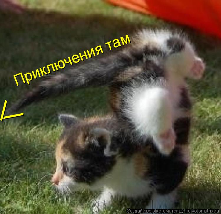 \ \ Приключения там... Котоматрица: \ \ Приключения там