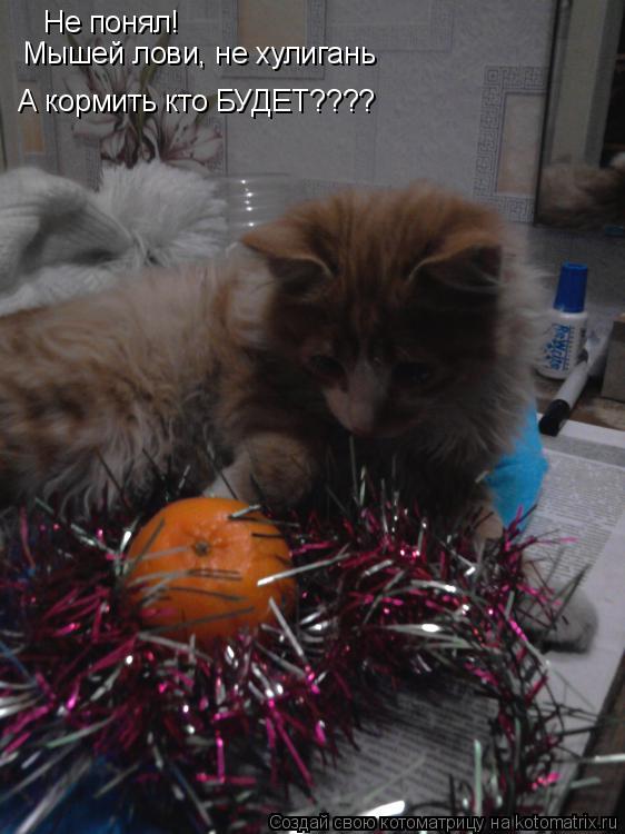 Не понял! Мышей лови, не хулигань А кормить кто БУДЕТ????... Котоматрица: Не понял! Мышей лови, не хулигань А кормить кто БУДЕТ????