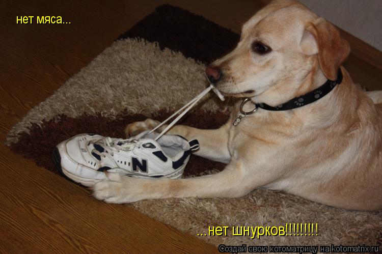 нет мяса... ...нет шнурков!!!!!!!!!... Котоматрица: нет мяса... ...нет шнурков!!!!!!!!!