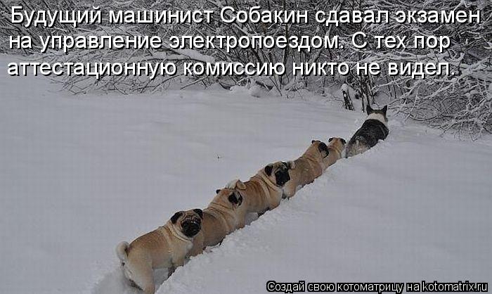 Будущий машинист Собакин сдавал экзамен на управление электропоездом. С тех пор аттестационную комисс... Котоматрица: Будущий машинист Собакин сдавал экзамен на управление электропоездом. С тех пор аттестационную комиссию никто не видел.