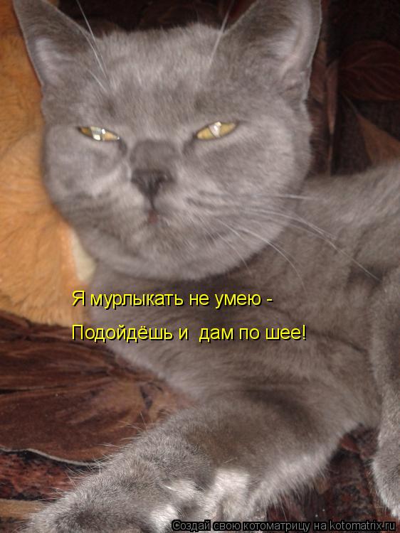 Я мурлыкать не умею - Подойдёшь и дам по шее!... Котоматрица: Я мурлыкать не умею - Подойдёшь и дам по шее!