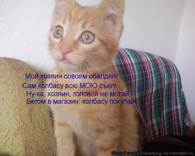 Мой хозяин совсем обалдел! Сам колбасу всю МОЮ съел! Ну-ка, хозяин, головой не мотай - Бегом в магаз... Котоматрица: Мой хозяин совсем обалдел! Сам колбасу всю МОЮ съел! Ну-ка, хозяин, головой не мотай - Бегом в магазин: колбасу покупай!