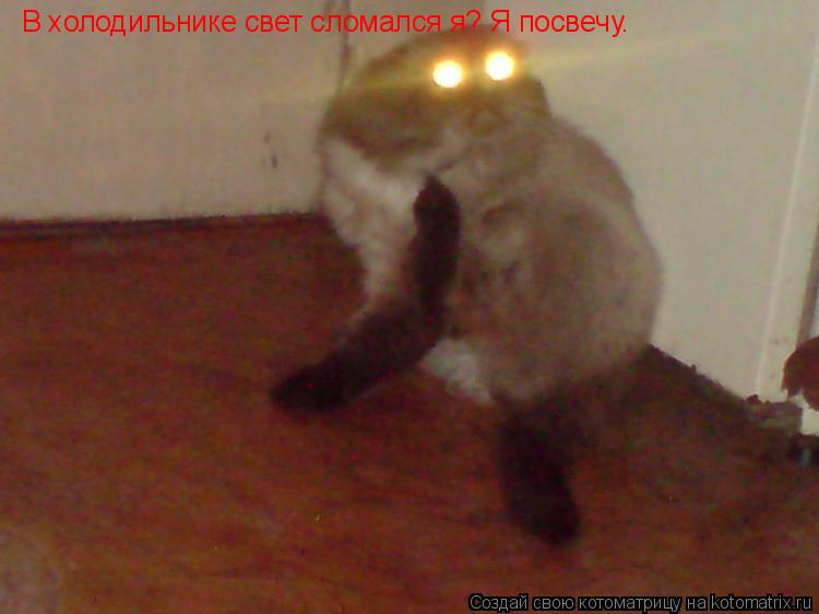 В холодильнике свет сломался я? Я посвечу.... Котоматрица: В холодильнике свет сломался я? Я посвечу.