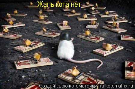 Жаль кота нет... Котоматрица: Жаль кота нет