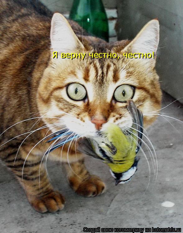 Я верну честно, честно!... Котоматрица: Я верну честно, честно!