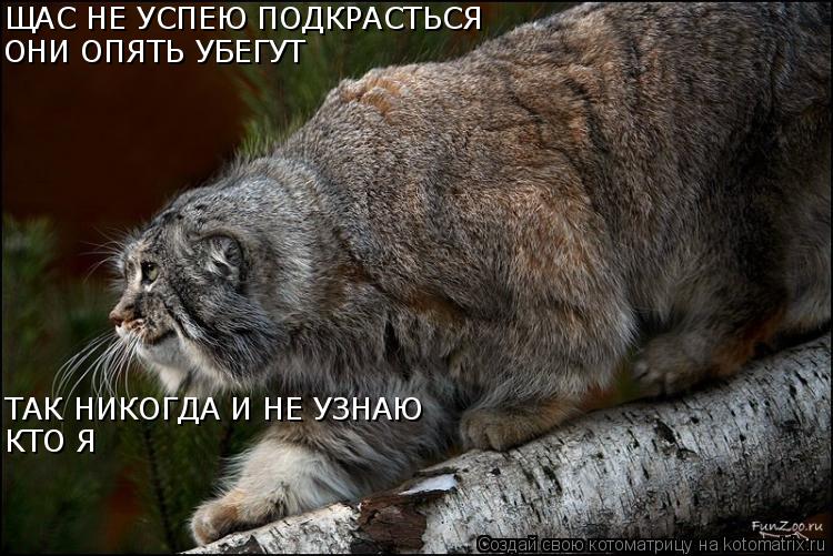 Котоматрица: ЩАС НЕ УСПЕЮ ПОДКРАСТЬСЯ ОНИ ОПЯТЬ УБЕГУТ ТАК НИКОГДА И НЕ УЗНАЮ  КТО Я