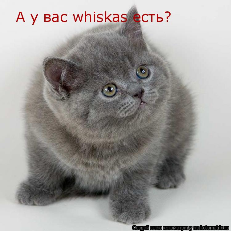 А у вас whiskas есть?... Котоматрица: А у вас whiskas есть?