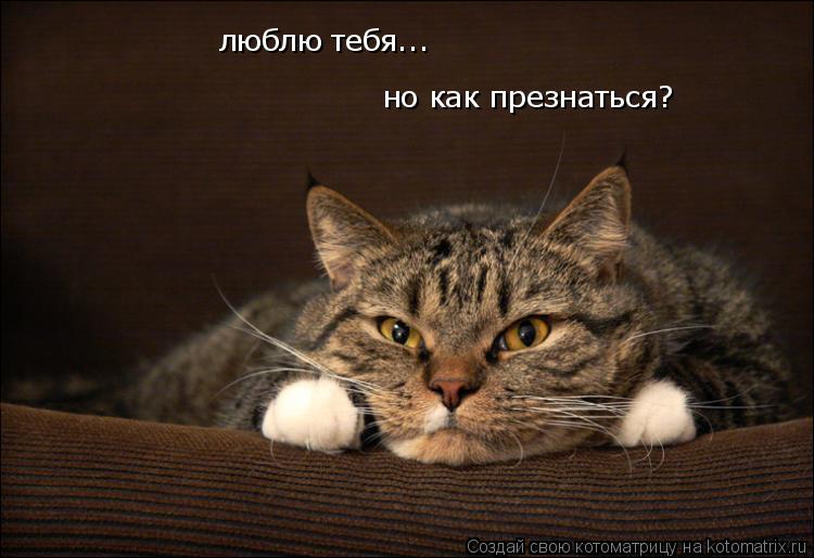 люблю тебя... люблю тебя... но как презнаться? но как презнаться?... Котоматрица: люблю тебя... люблю тебя... но как презнаться? но как презнаться?