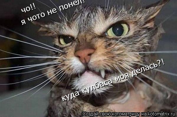 чо!! чо!! я чото не понел! куда кулбаса моя делась?!... Котоматрица: чо!! чо!! я чото не понел! куда кулбаса моя делась?!