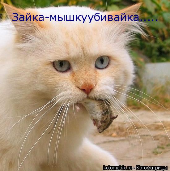 Зайка-мышкуубивайка........ Котоматрица: Зайка-мышкуубивайка.....