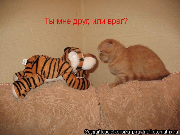 Ты мне друг, или враг?... Котоматрица: Ты мне друг, или враг?