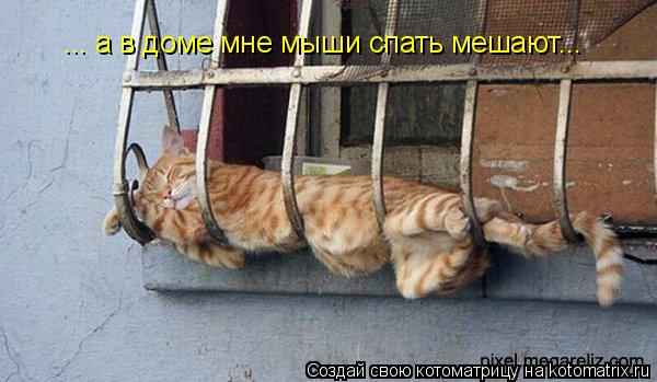 ... а в доме мне мыши спать мешают...... Котоматрица: ... а в доме мне мыши спать мешают...