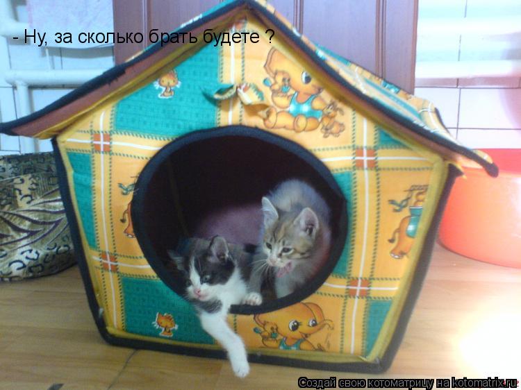 - Ну, за сколько брать будете ?... Котоматрица: - Ну, за сколько брать будете ?