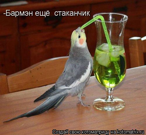 -Бармэн ещё стаканчик... Котоматрица: -Бармэн ещё стаканчик