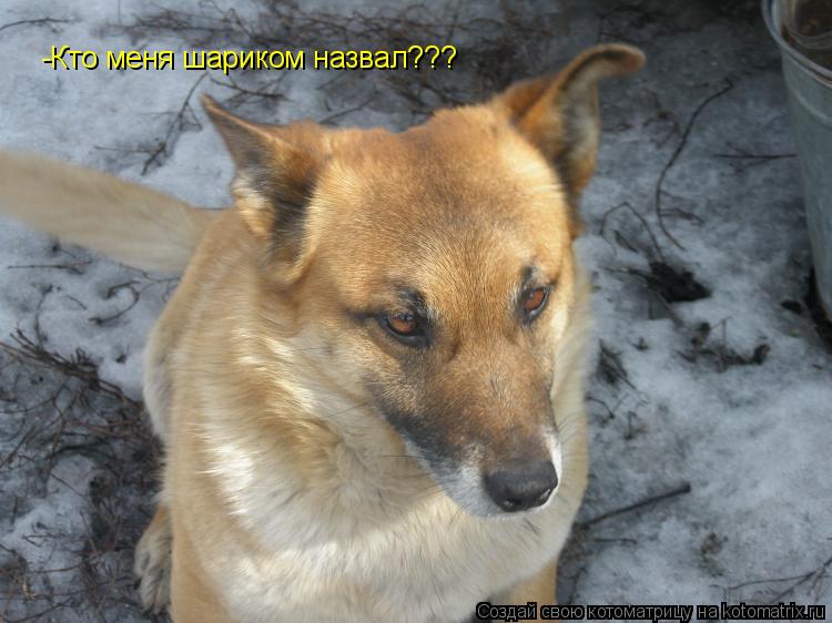 -Кто меня шариком назвал???... Котоматрица: -Кто меня шариком назвал???