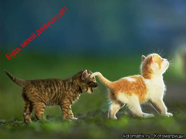 Будь моей девушкой!!... Котоматрица: Будь моей девушкой!!