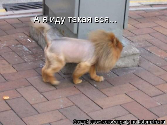 А я иду такая вся...... Котоматрица: А я иду такая вся...