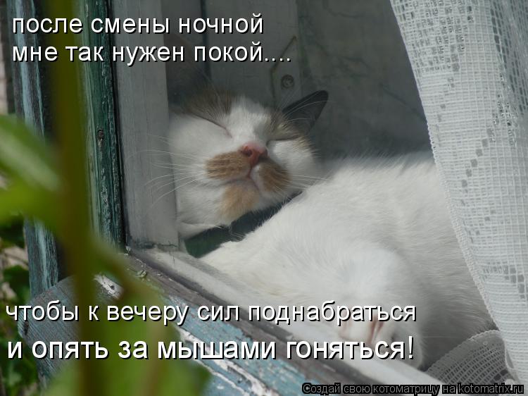 после смены ночной мне так нужен покой.... чтобы к вечеру сил поднабраться и опять за мышами гоняться... Котоматрица: после смены ночной мне так нужен покой.... чтобы к вечеру сил поднабраться и опять за мышами гоняться!