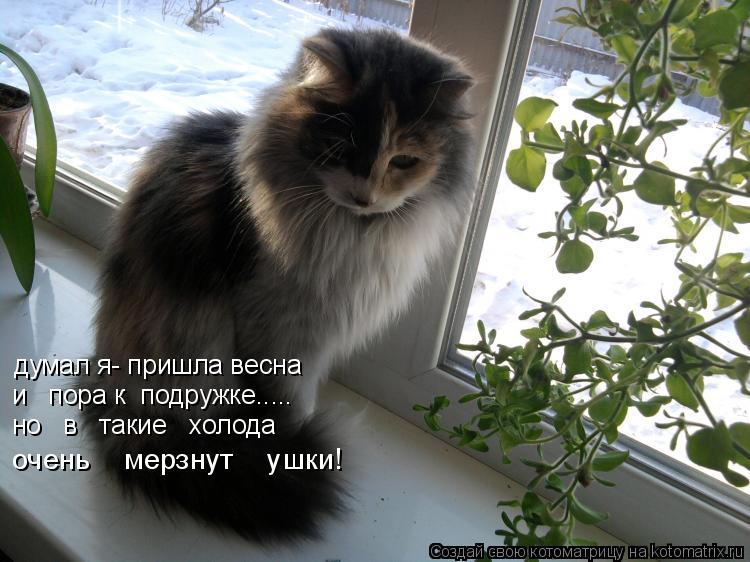 думал я- пришла весна и пора к подружке..... но в такие холода очень мерзнут ушки!... Котоматрица: думал я- пришла весна и пора к подружке..... но в такие холода очень мерзнут ушки!