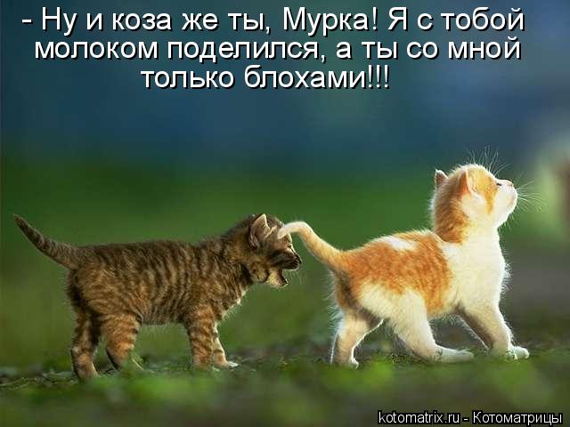 - Ну и коза же ты, Мурка! Я с тобой молоком поделился, а ты со мной только блохами!!!... Котоматрица: - Ну и коза же ты, Мурка! Я с тобой молоком поделился, а ты со мной только блохами!!!