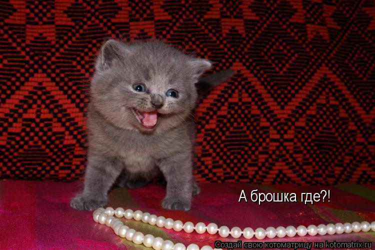 А брошка где?!... Котоматрица: А брошка где?!