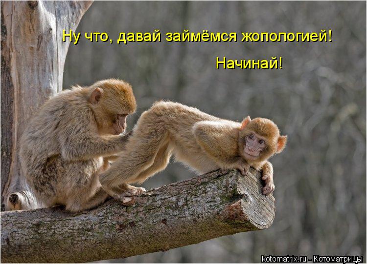 Ну что, давай займёмся жопологией! Начинай!... Котоматрица: Ну что, давай займёмся жопологией! Начинай!