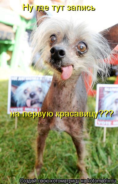 Ну где тут запись на первую красавицу???... Котоматрица: Ну где тут запись на первую красавицу???