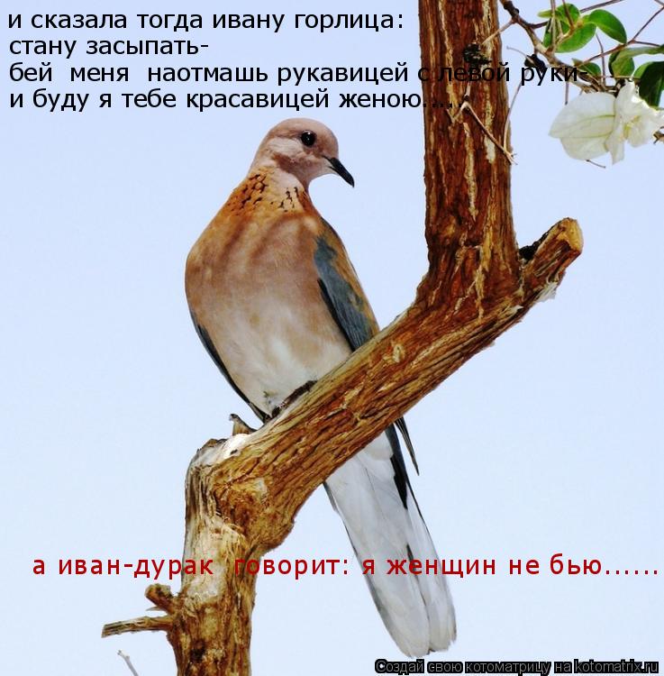 и сказала тогда ивану горлица: стану засыпать- бей меня наотмашь рукавицей с левой руки- и буду я т... Котоматрица: и сказала тогда ивану горлица: стану засыпать- бей меня наотмашь рукавицей с левой руки- и буду я тебе красавицей женою..... а иван-дурак гов