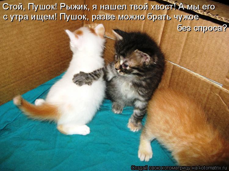 Котоматрица: Стой, Пушок! Рыжик, я нашел твой хвост! А мы его с утра ищем! Пушок, разве можно брать чужое  без спроса?