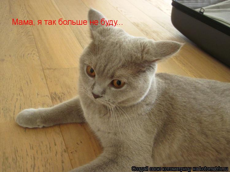 Мама, я так больше не буду...... Котоматрица: Мама, я так больше не буду...